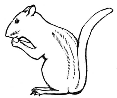 Chipmunk Eat Nut Coloring Page